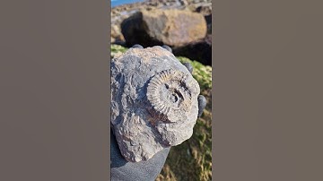 Incomplete Peronoceras Ammonite Fossil! 🫤 #fossilhunting #fossils #shorts #coast #rock #sea #beach