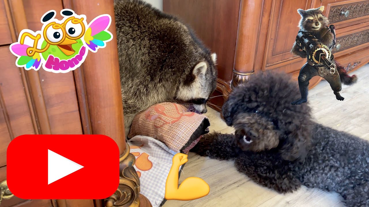 How Does A Wild Raccoon Live At Home YouTube raccoon-free-stock-photo-public-domain-pictures