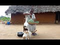 African village lifecooking most delicious village food for lunch