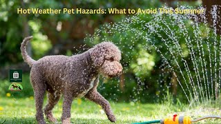 Hot Weather Pet Hazards: What to Avoid This Summer#PetSafetySummerPets Rules Show