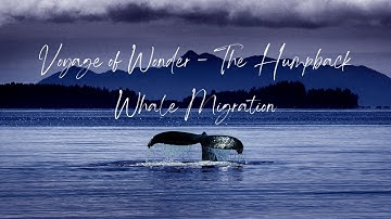 Voyage of Wonder - The Humpback Whale Migration