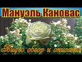 Видео обзор розы Мануэль Кановас (Шраб) - Manuel Canovas (Massad Франция, 1995)
