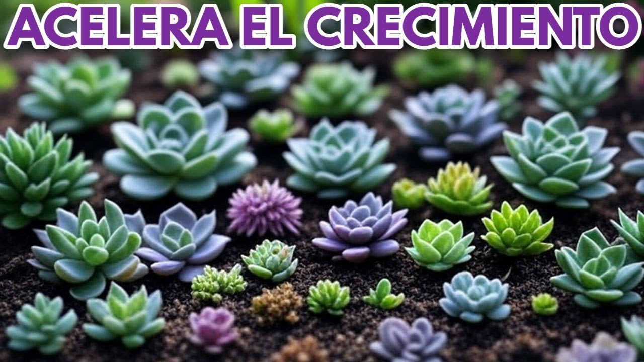 como acelerar el crecimiento de tus bebes de suculentas donsuculento