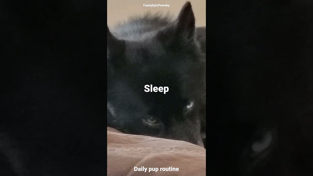 daily routine of Energetic,Playful,Funny pomsky