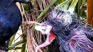 Download Lagu TIDAK MASUK AKAL CARA MAKAN BURUNG INI MP3