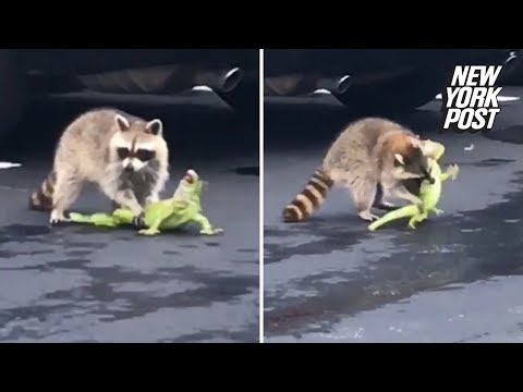 Video: Raccoon Rabies Tua Tau Meskas Tus Neeg Pub Khoom Thiab Raum Neeg Tau Txais Kev Pab