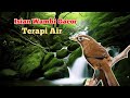 isian burung Wambi gacor‼️terapi air