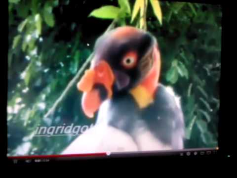camera iphone 8 plus apk Dramatic 3D king vulture