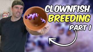 My Attempt at Breeding Clownfish (Part 1) + Weeping Willow Leather Fragging