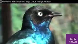 Burung jalak Afrika gacor edun