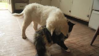 Gentle dog friendly cat lets this puppy learn some of the ways of Felines by Brooke Oland 84 views 4 years ago 1 minute, 39 seconds