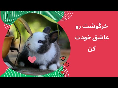 تصویری: آیا خرگوش ها شانه شدن را دوست دارند؟