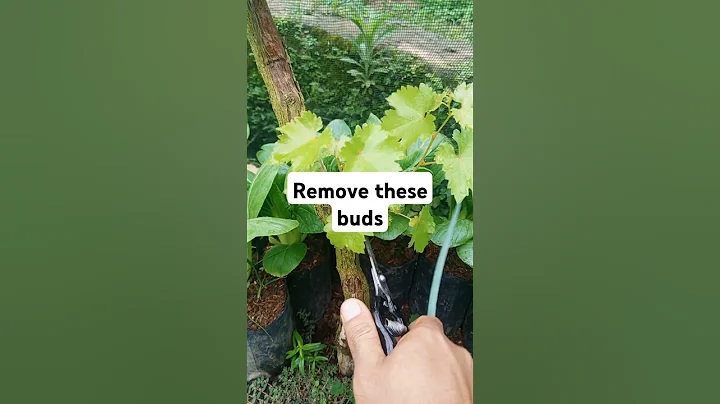 Pruning grape vines #grapevinepruning #gardening