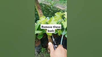 Pruning grape vines #grapevinepruning #gardening