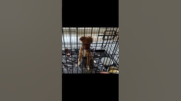 Thumbnail of How I Let My Hyper Puppy Out of Her Crate 😳 #puppytraining #dogtraining #dogtrainer #puppy #shorts