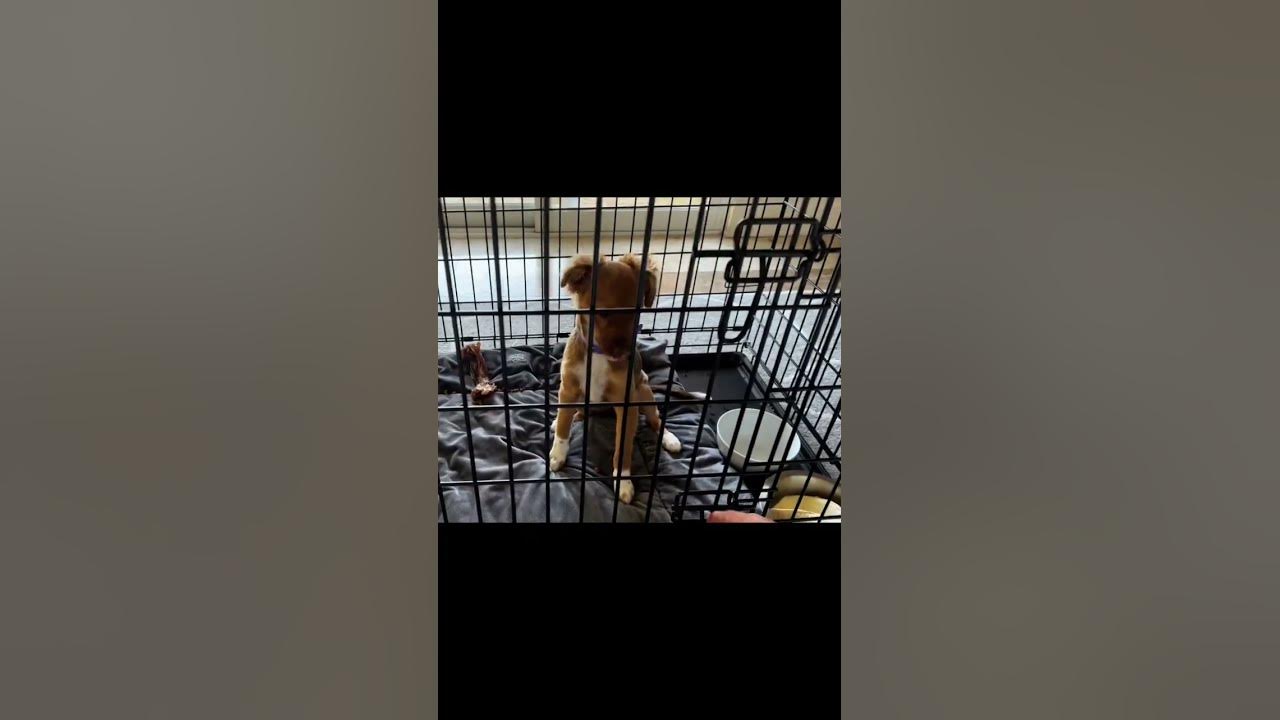 How I Let My Hyper Puppy Out of Her Crate 😳 #puppytraining #dogtraining #dogtrainer #puppy #shorts