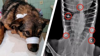 Dog was shot 5 TIMES and vet gave him NO CHANCE but...