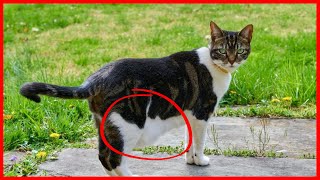 ทำไมแมวถึงมีถุงไขมันหน้าท้อง ?