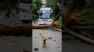 Group Of Monkeys Blocks A Bus On A Forestside Road