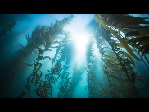 Vídeo: Bambú: on creix i a quina velocitat? El bambú és una herba o un arbre?