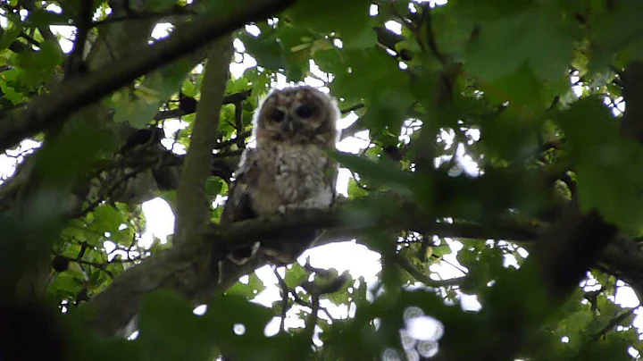 Fledgling Tawny Owl at Birch Hill Farm Caravan Club CL