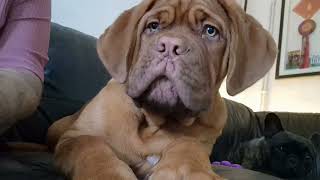 Brembo now 17 weeks, once again checking out how handsome he is  Dogue de Bordeaux Puppy
