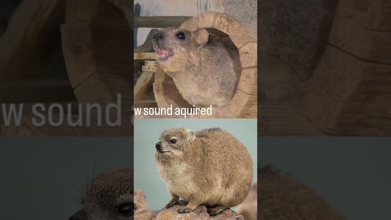 FVN STVFF - Hyper Hyrax (Techno Dubstep) - YouTube