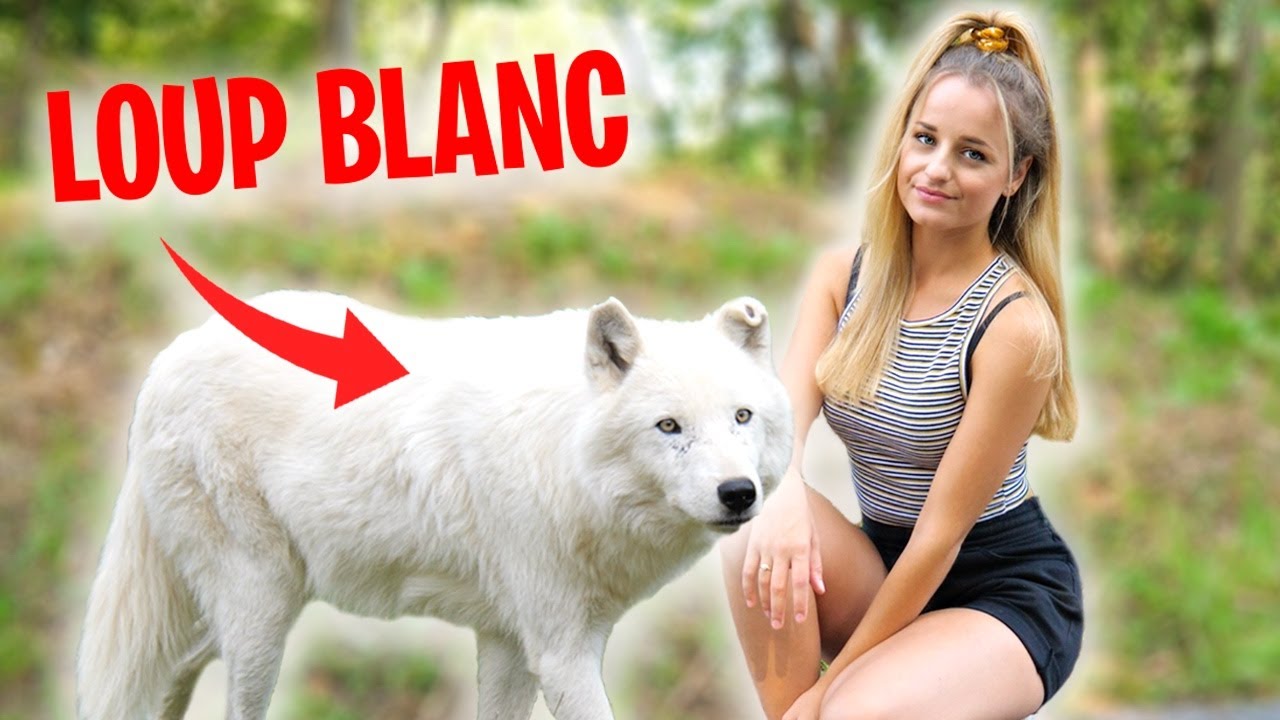 J Adopte Un Loup Oui Vraiment Youtube