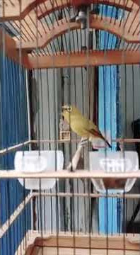 Pleci dakun nembak tulit tulit kenarian..