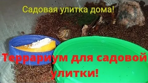 Террариум для садовой улитки. Садовая улитка дома.😱🐌