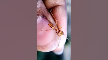 macro Photography of weaver ants in the forest ❤️‍🔥 #insectsmacro #macrography #macro #ant #ants