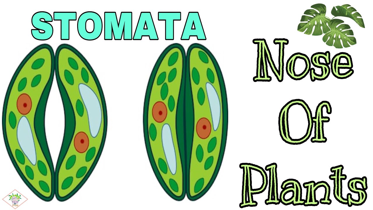 How Do Plants Breathe? || Structure  Function Of Stomata || How Does Stomata Open  Closes? ||