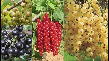 Một Loại Trái Cây Có Bốn Màu Sắc Mang Tên Nhò Chuỗi Ngọc | LeLanHue PL