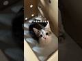 超〜甘えん坊の子猫をお迎え🐱🤍初日からこの我が家感…笑