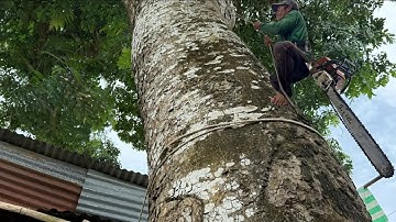 Cưa cây xà cừ tím siêu khủng , Nhiều nhánh . Ở tân hiệp kiên giang . Cưa cây kỷ thuật cao