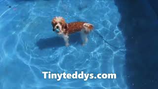 You're a swimmer baby! Ziggy & Dill jump in for a fetch & swim! Our future advanced pups in training by Tiny Teddys - Teddy Bear Puppies 394 views 1 year ago 16 seconds
