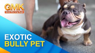 EXOTIC BULLY: Breed Info and Proper Care | Pet Talk