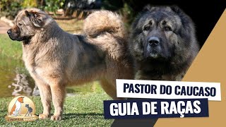 Pastor do Cáucaso | Cinofilia Digital