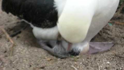 imprinting calls.AVI