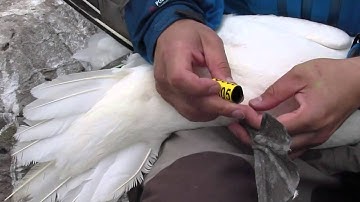 Stephen Votier: Understanding the impact of global change on seabirds