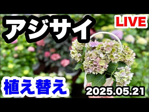 ■【アジサイ】植え替え！5月の管理🪴