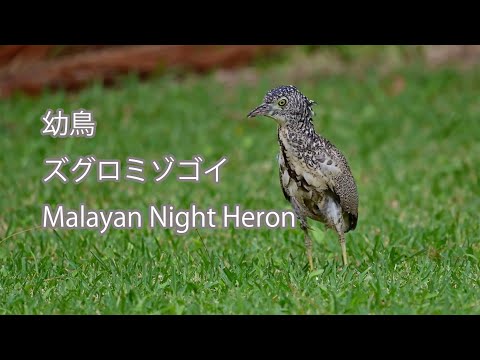 【幼鳥】ズグロミゾゴイ Malayan Night Heron