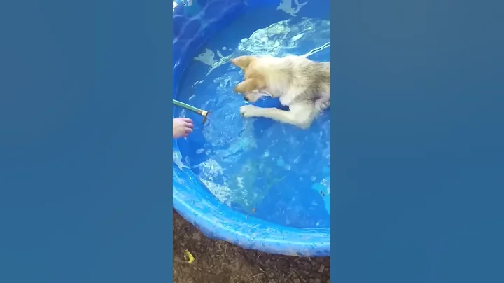 Cooper on a 106f day in the pool.