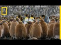 Go Inside an Antarctic 'City' of 400,000 King Penguins — Ep. 4 | Wildlife: Resurrection Island