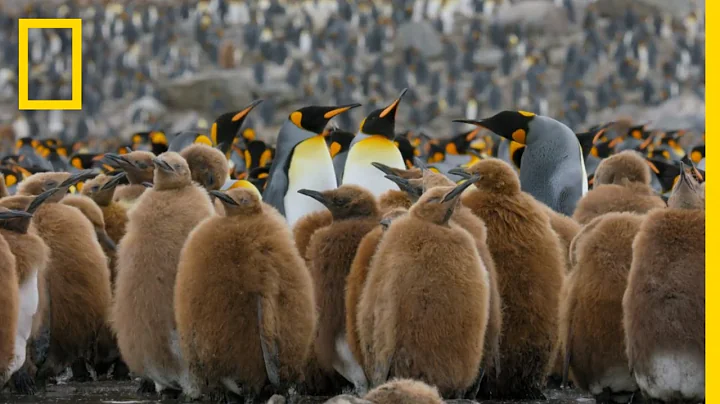 Go Inside an Antarctic 'City' of 400,000 King Penguins — Ep. 4 | Wildlife: Resurrection Island - DayDayNews
