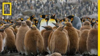 Go Inside an Antarctic 'City' of 400,000 King Penguins - Ep. 4 | Wildlife: Resurrection Island