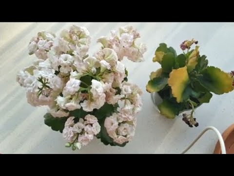 Video: Kalanchoe yaprakları neden sararır? ev bitkisi bakımı