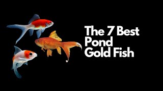 The 7 Best Pond Goldfish 🐟