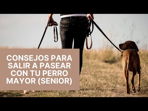 Video: Consejos de entrenamiento de invierno: Primeros pasos en Skijoring