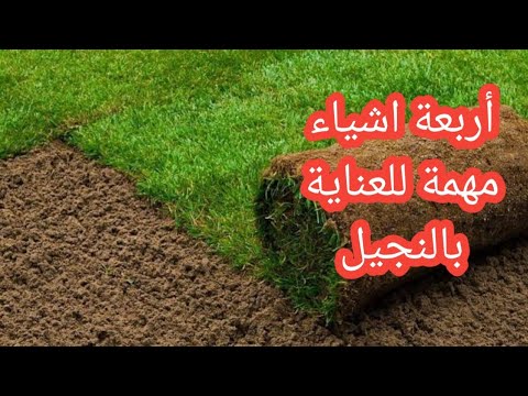 فيديو: كيف أسقي حشيشتي بعد الزراعة؟ كم مرة سقي العشب في الربيع بعد الزراعة؟ سقي العشب بعد بذر البذور